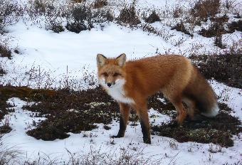 Red fox